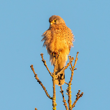 Eurasian kestrel