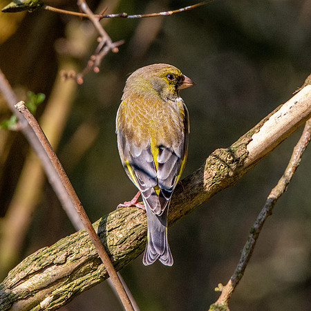 Greenfinch
