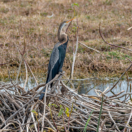 Indian / Oriental darter