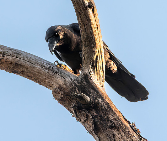 Himalayan jungle crow