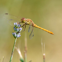 Ruddy darter