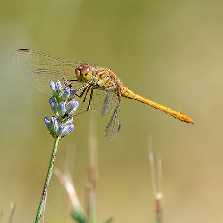 Ruddy darter