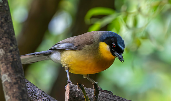 Blue crowned laughing thrush