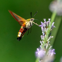 Broad-bordered bee hawk-moth