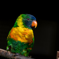 Marigold lorikeet