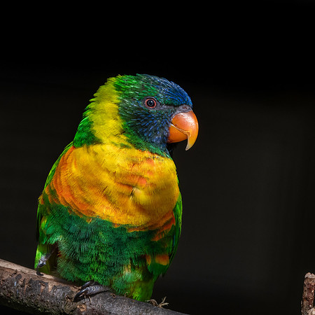 Marigold lorikeet