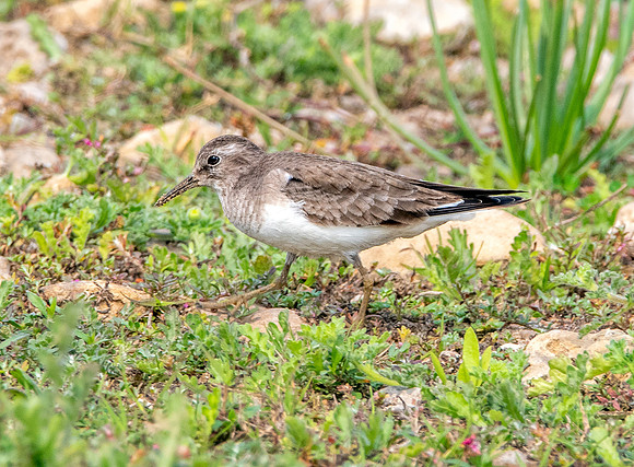Temminck's stint