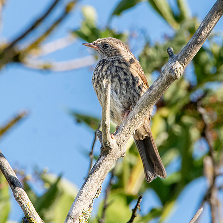 Dunnock / Hedge sparrow, juvenile