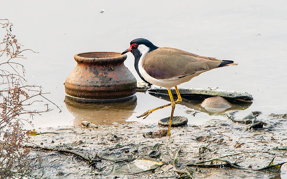 Red wattled lapwing