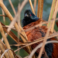 Greater coucal