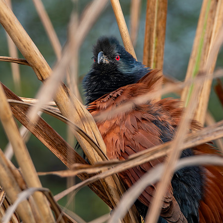 Greater coucal