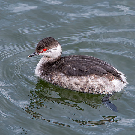 Slavonian grebe