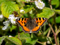 Small tortoiseshell