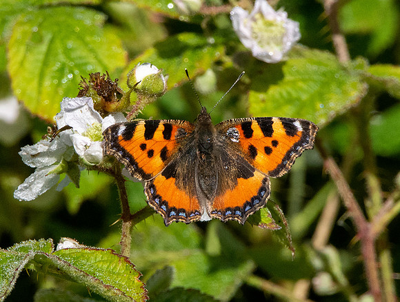Small tortoiseshell