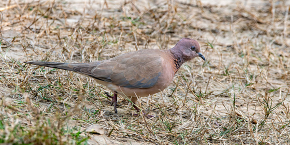 Laughing dove / Little brown dove