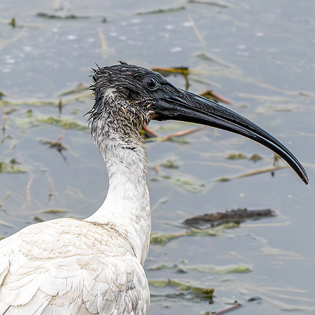 Black headed ibis