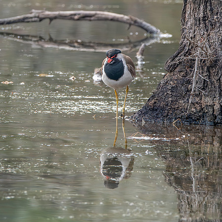 Red wattled lapwing
