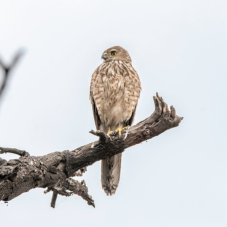 Shikra, immature