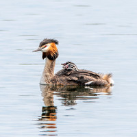 Great crested grebe