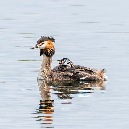 Great crested grebe