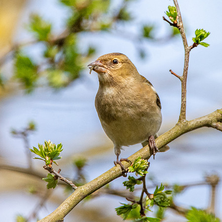Chaffinch, female