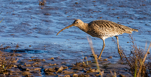 Curlew