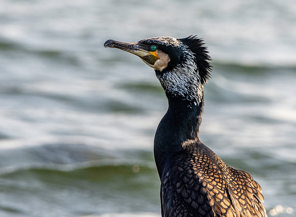 Great cormorant