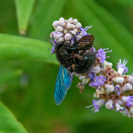 Carpenter bee
