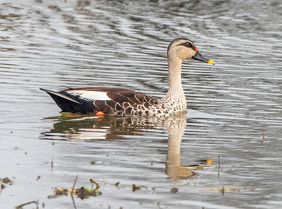 Spot billed duck