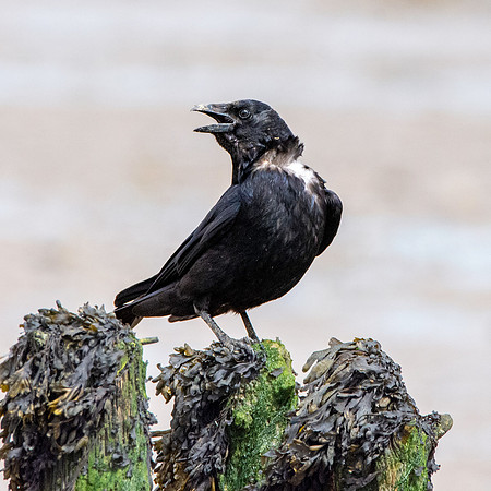 Carrion crow