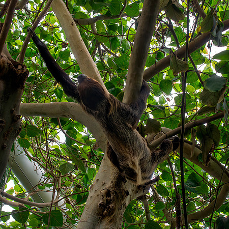 Two toed sloth (Linnaeus)