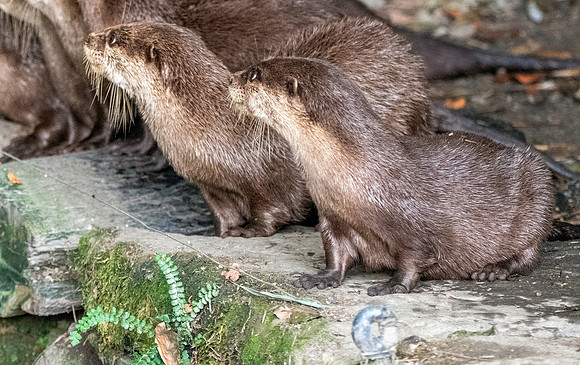 Asian small clawed otter
