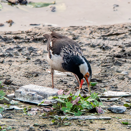 Indian pied starling / myna