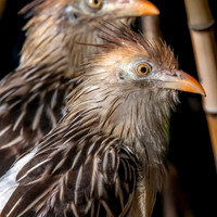 Guira cuckoo