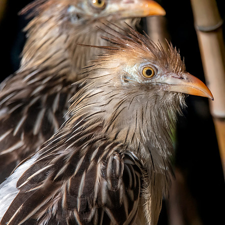 Guira cuckoo