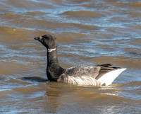 Brent goose