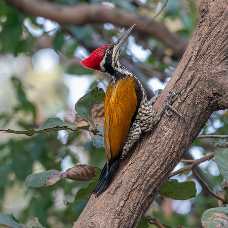Greater flameback woodpecker