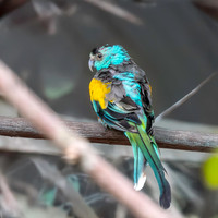 Golden shouldered parrot