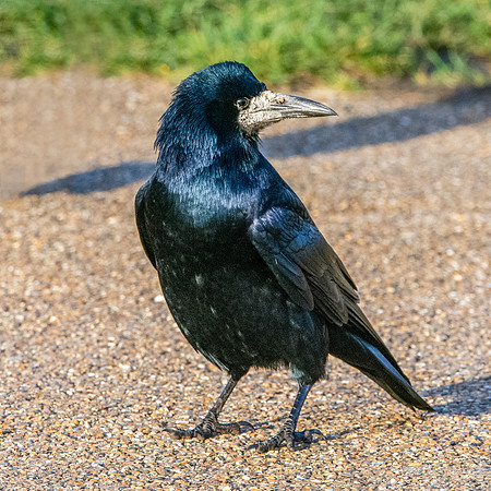 Rook