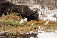 Zebu cattle and egrets