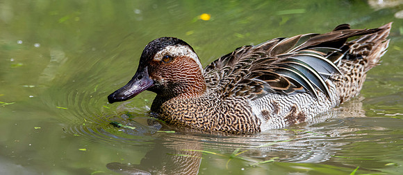 Garganey duck, male