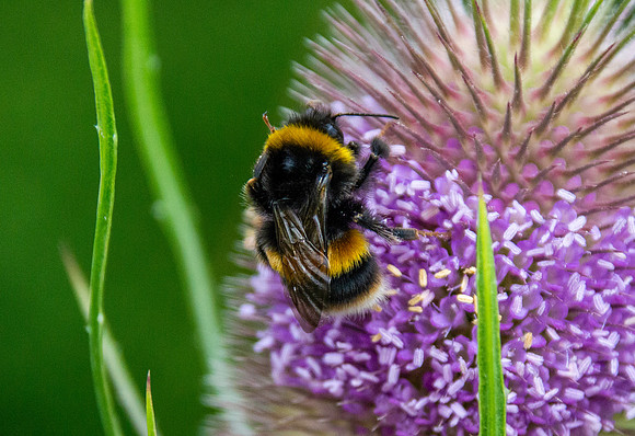 White tailed bee