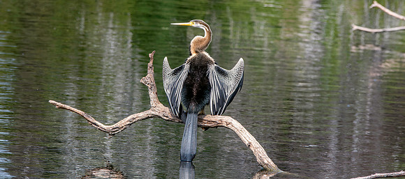 Indian / Oriental darter