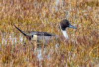 Northern Pintail