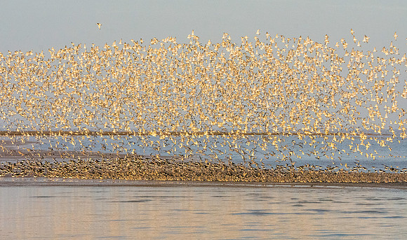 Murmuration, knots