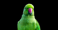 Ring-necked parakeet / Rose-ringed parakeet