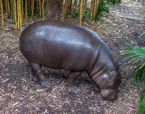 Pygmy hippopotamus