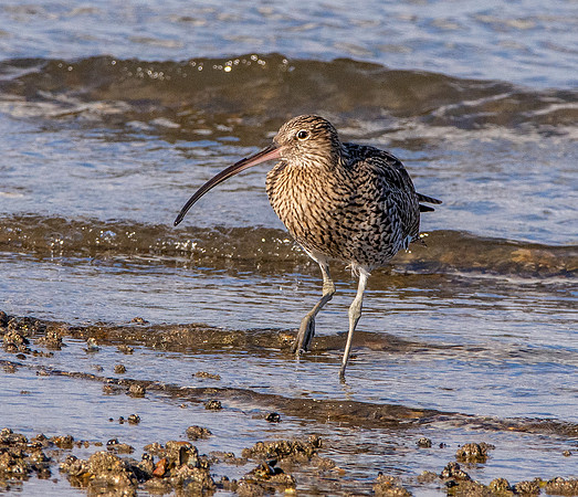 Curlew