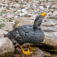 Fuegian steamer duck