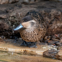Blue-billed teal